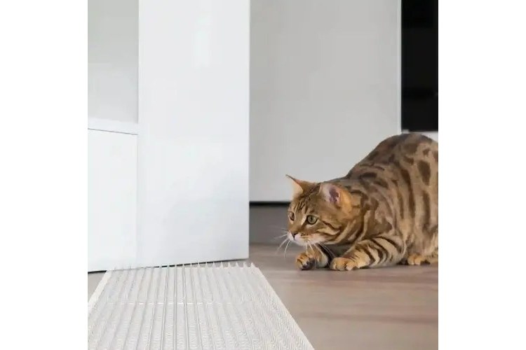 Gato acercándose a una alfombrilla con pinchos colocada al pie de una puerta